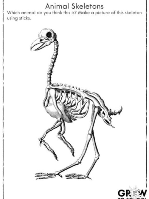 Skeleton Classification